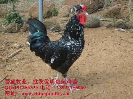 供应贵妃鸡的孵化时间，酒味贵妃鸡是哪的菜