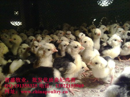 供应贵妃鸡市场调查，孕妇能不能吃贵妃鸡，白切贵妃鸡的特点