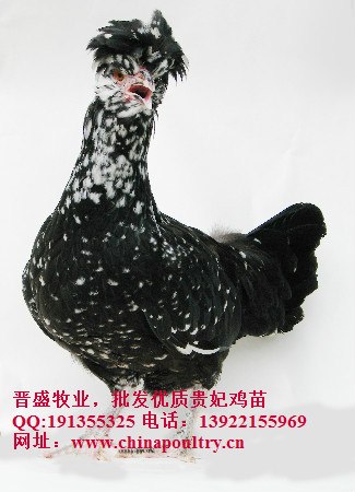 供应贵妃鸡苗批发，厂家直销