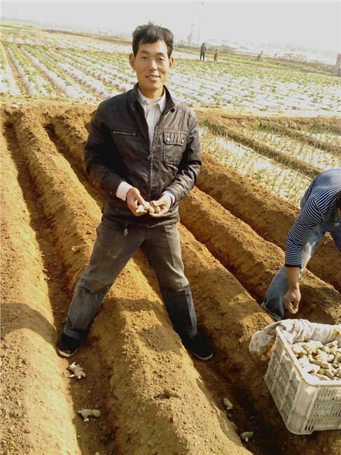 青州哪里有批发鲜姜、嫩姜的？青州大姜专业合作社