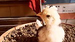 昆明土鸡|昆明鹅苗|昆明鸡苗