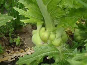 重庆盐渍榨菜、重庆盐渍榨菜价格【影泽】值得信赖