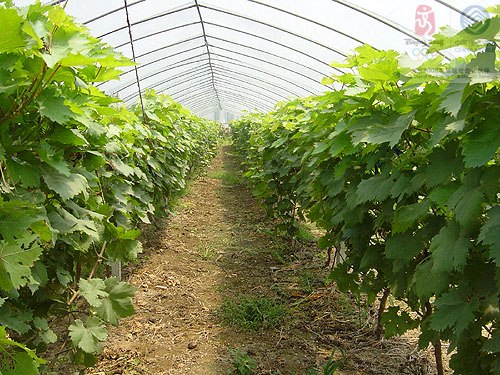 具有高质量、高科技的葡萄专用膜