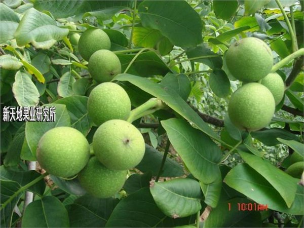 山东优质核桃苗