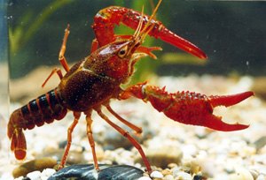 【星雨养殖】江苏卫丰8号龙虾种苗、江苏卫丰龙虾种苗供应