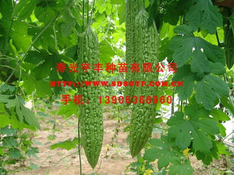 荷兰【进口】苦瓜种子厂家|价格|批发|供应 寿光宇丰种业