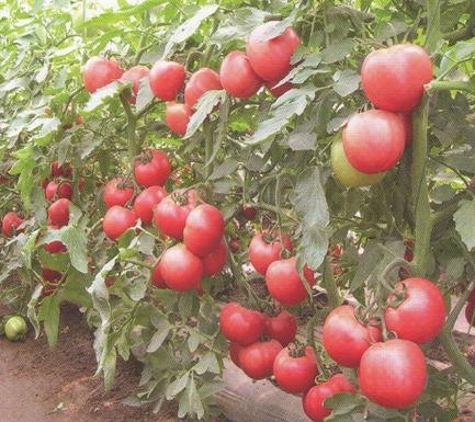 哪里西红柿种苗好 西红柿种苗品种 优质蕃茄苗 寿光农科种苗