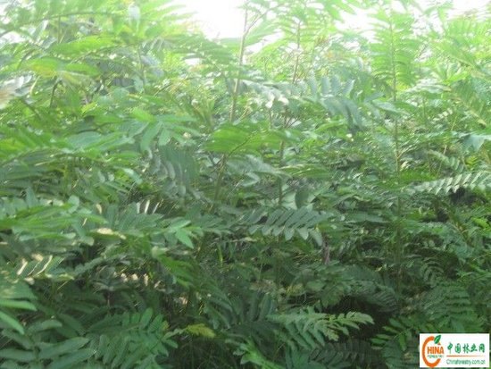 百栾小苗种植基地/大小叶女贞种植基地--济宁新驿苗圃