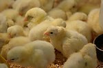 昆明鹅苗|昆明贵妃鸡|昆明七彩山鸡