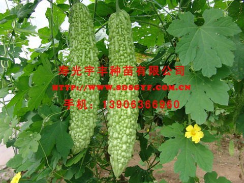 优质苦瓜种子 西红柿种子 黄瓜种子 蔬菜种子 寿光宇丰种业