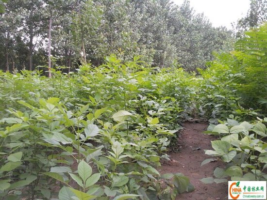百栾小苗/1年生速生法桐/五角枫小苗种植基地
