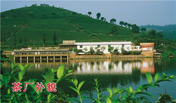 云南思普古茶唐山总代理道氏茶文化体验馆