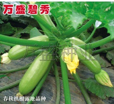 万盛碧秀2号—西葫芦种子