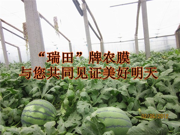 灌浆消雾流滴膜灌浆消雾流滴膜价格灌浆消雾流滴膜批