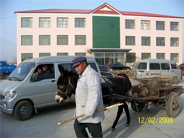供应昌黎县荒佃庄镇尚金皮毛购销处