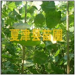 供应山东速生杨 山东速生杨基地