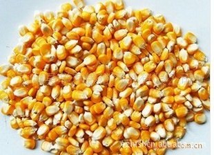 求购现金收购玉米
