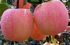 供应山东红富士苹果销售