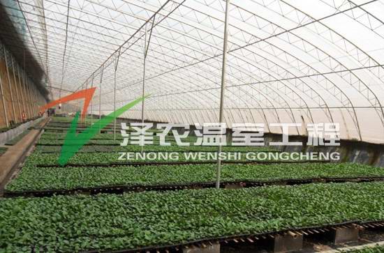 寿光温室大棚之如何避免棚膜被大风撕裂 