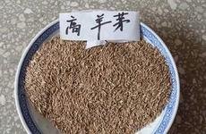 高羊茅草坪种子