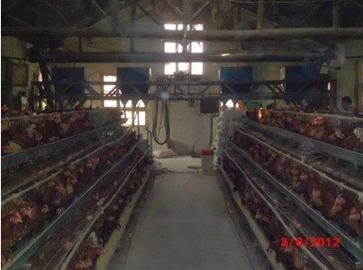 喂料机|自动喂料机|笼养自动喂料机|河南永丰养殖设备