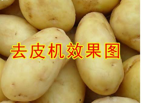 山东宏阳薯仔脱皮机|土豆脱皮机