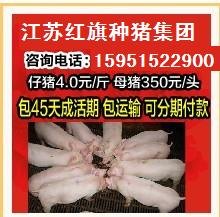 吴忠长白仔猪价格三元仔猪苗猪猪苗行情