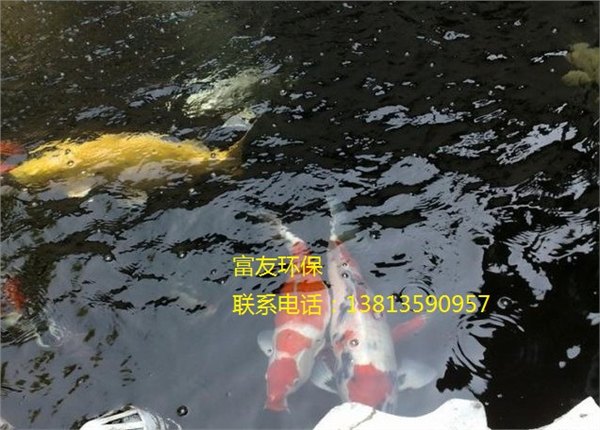 南阳市专业室外景观鱼池水净化，处理鱼池水发绿，青苔藻类等等问