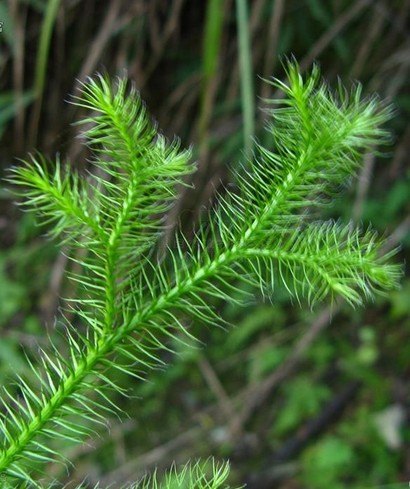 纯天然优质植物精油伸筋草油