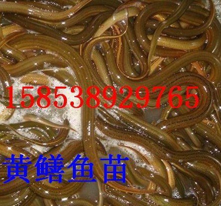 供应卢龙哪里的黄鳝苗价格低