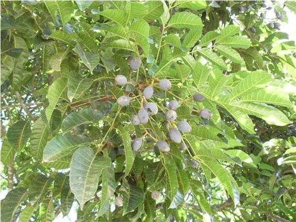 橄榄核原料批发-榄实贸易有限公司！