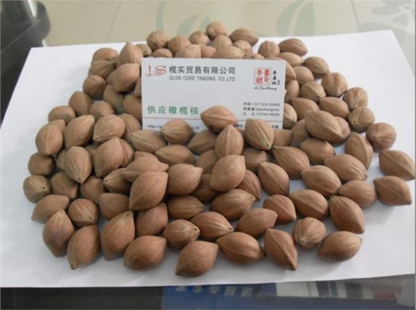 榨油乌橄榄核原料批发