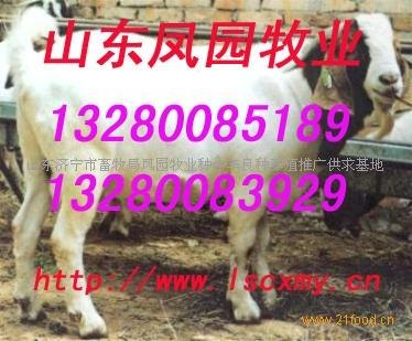 阿克苏小尾寒羊规模养殖管理技术库尔勒小尾寒羊供求价格