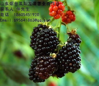 大量供应黑莓
