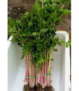 红色芹菜种子