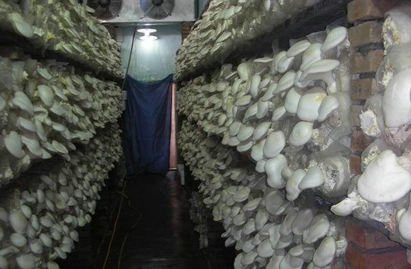 供应食用菌栽培冷库设计安装公司