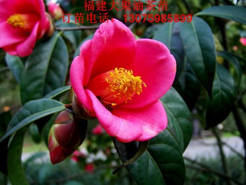 油树苗-新增福建巨型大果红花油茶树苗-福建大果油茶，福建油茶