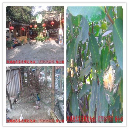 中国农家乐的首创地 最原生态的农庄 最新潮的玩法