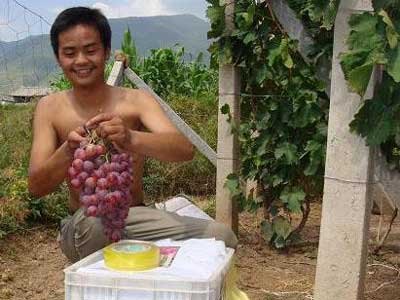 陕西红提葡萄/红提葡萄价格