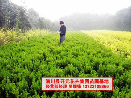 河南小叶黄杨