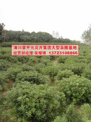 河南海桐球，潢川海桐球