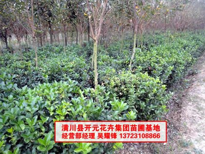 河南大叶黄杨