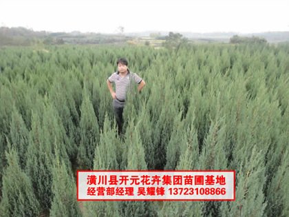 河南桧，刺柏
