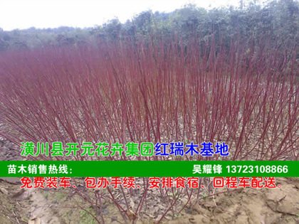 河南红瑞木,潢川红瑞木