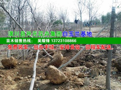 河南辛夷苗木基地