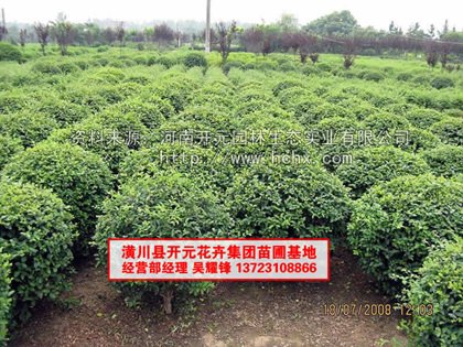 河南小叶女贞球