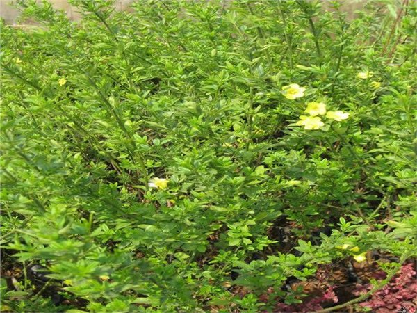 河南迎春种植基地