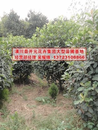河南椤木石楠基地
