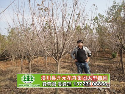 河南樱花,潢川樱花