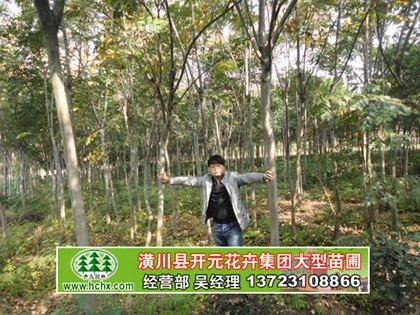 河南栾树基地